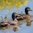 Canards colverts